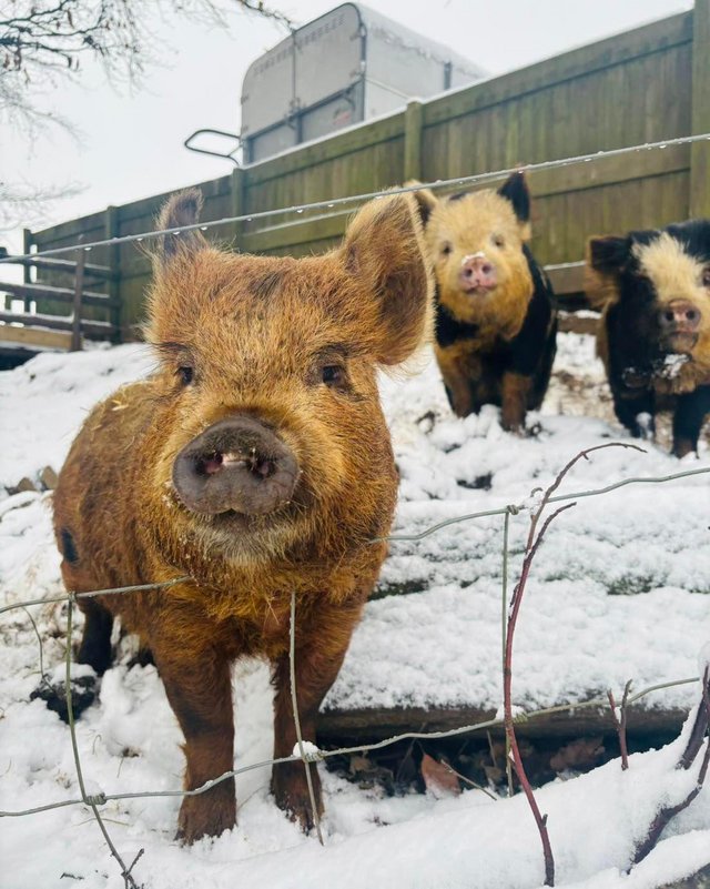 Preview of the first image of Talulah, Tabitha and Wilma Kune Kune Pigs.