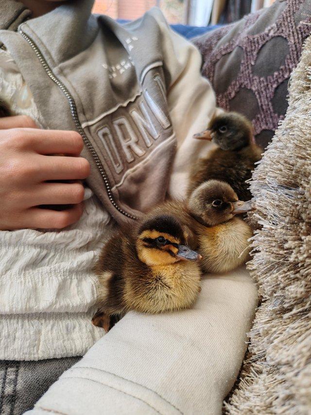 Preview of the first image of Indian runner ducklings available.