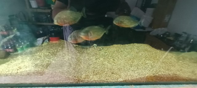 Image 2 of Piranha fish for sale over 1 year old.