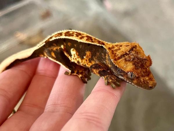 Image 3 of 2 - 3 month old Crested Gecko Juveniles for sale