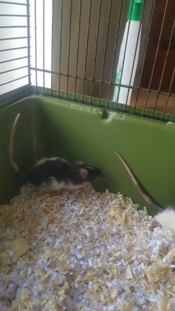 Image 4 of 14 week old baby female rats for sale