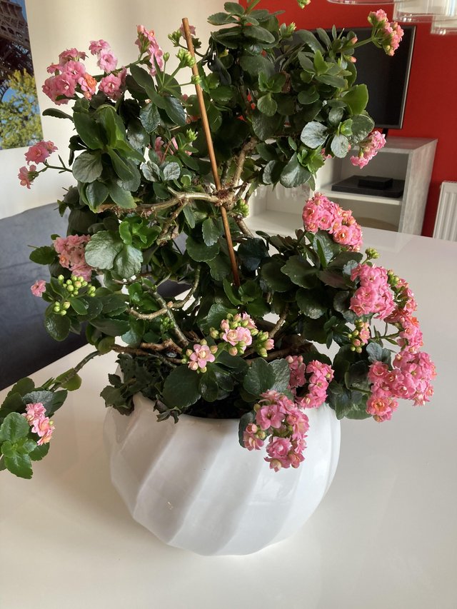 Preview of the first image of Lovely pink plant and large ceramic plant holder.