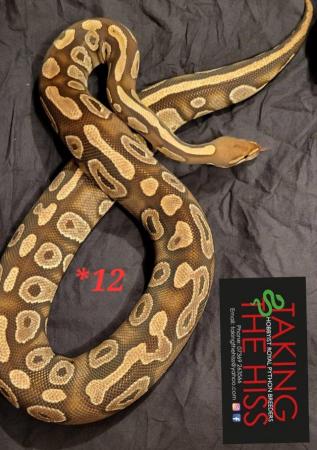 Image 9 of Royal pythons various morphs 2013-2021