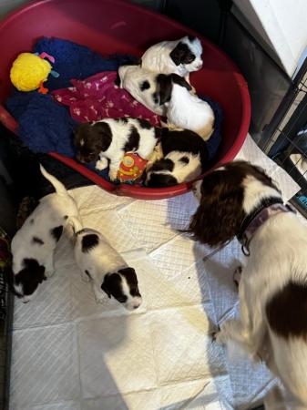 Image 30 of Fabulous and stunning English springer puppies
