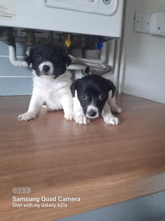 Image 1 of Beautiful black and white jack russell puppies