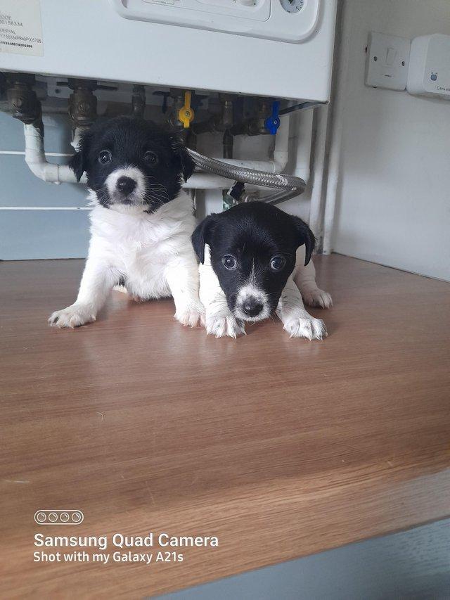Preview of the first image of Beautiful black and white jack russell puppies.
