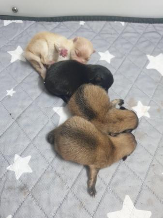 Image 6 of Xxs Tiny pedigree pomeranian puppies