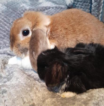 Image 6 of Baby mini lop rabbits, ready to leave now!