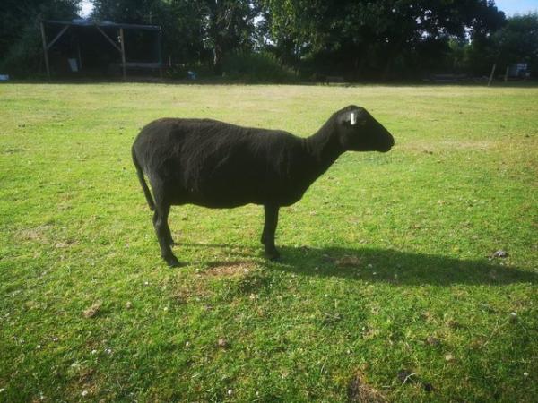 Image 2 of Black Welsh Mountain sheep