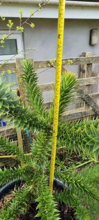 Image 2 of Potted Monkey puzzle trees