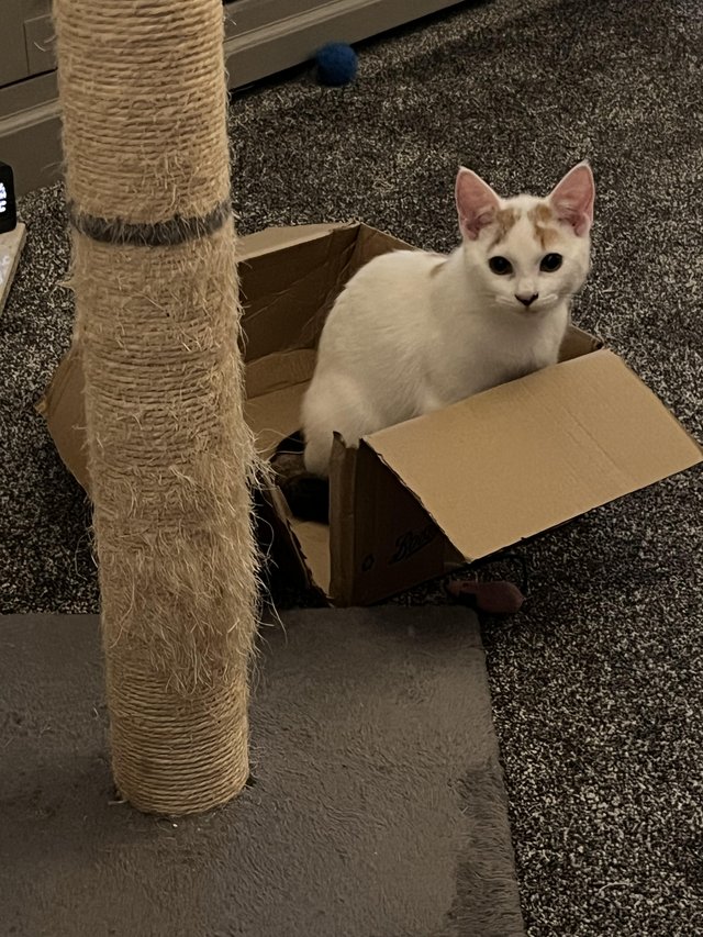 11month old cat for rehoming — photo 4 of 4