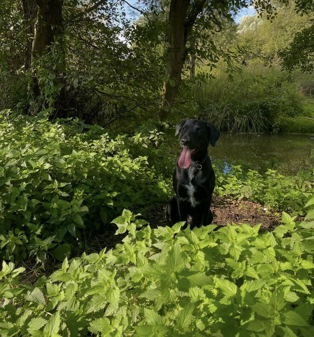 Looking to rehome - border collie x labrador — photo 2 of 4