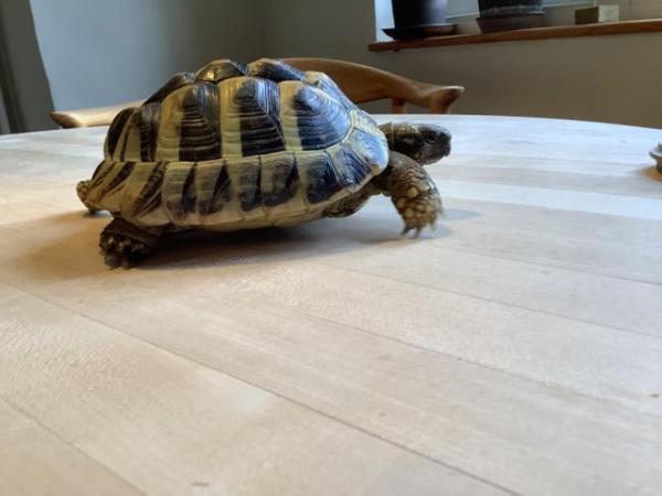 Image 4 of Male Herman tortoise 5 1/2 years old