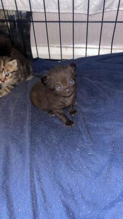 Image 5 of 1 black tabby female kittens ready to leave 8th may