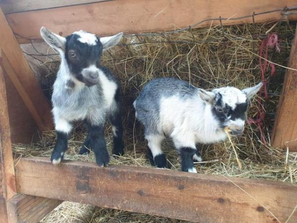 Image 2 of Entire Pygmy Billy. Looking for a new home end of April
