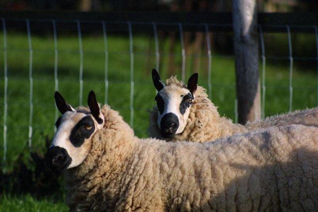 Image 1 of 5 beautiful Kerry Hill ewes for sale