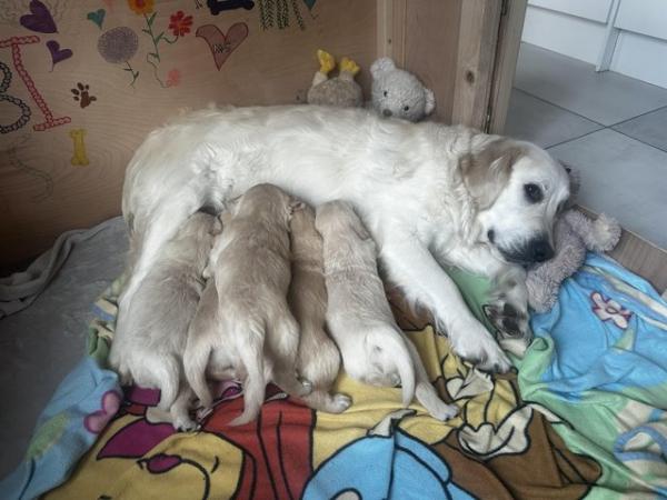 Image 13 of ??Golden Retriever puppies Ready to leave mid April