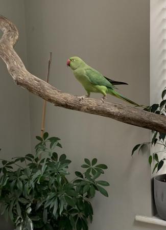 Image 1 of Pair of Ringneck Parakeets