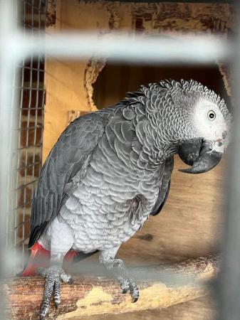 Image 6 of South west parrot rescue parrot rehoming service