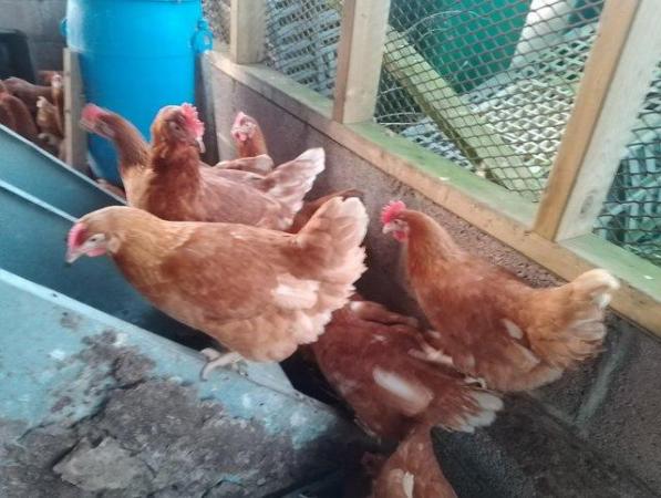 Image 3 of Point of lay Pullets 20 weeks old as of 29 January