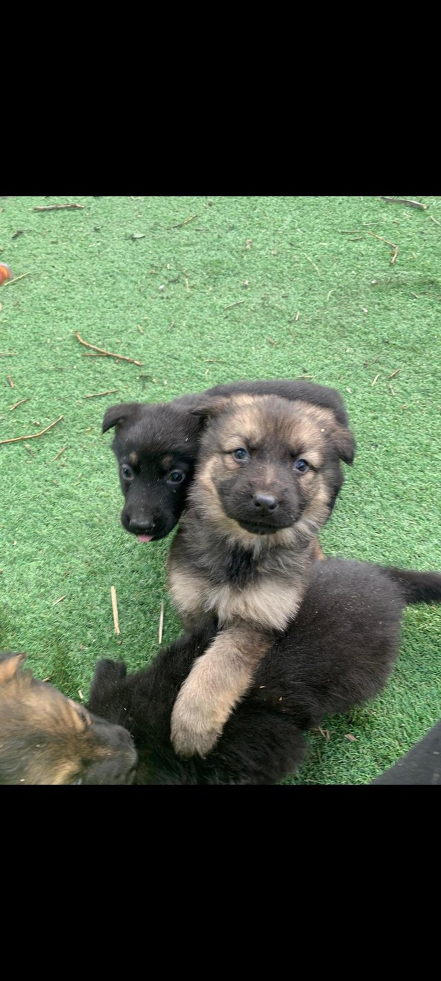 Preview of the first image of German shepherd pups Black and tan.