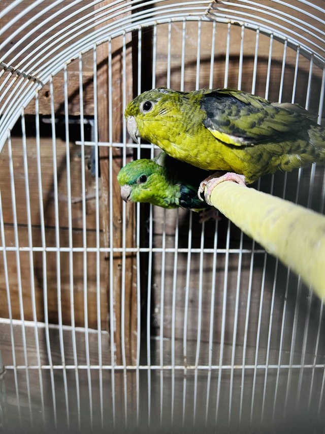Preview of the first image of Bonded pair green lineolated parrot.