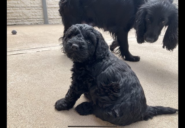 Preview of the first image of COCKAPOO PUPPIES FOR SALE.