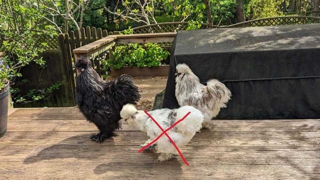 Image 6 of *DEAL* Tame Young Silkie Roosters