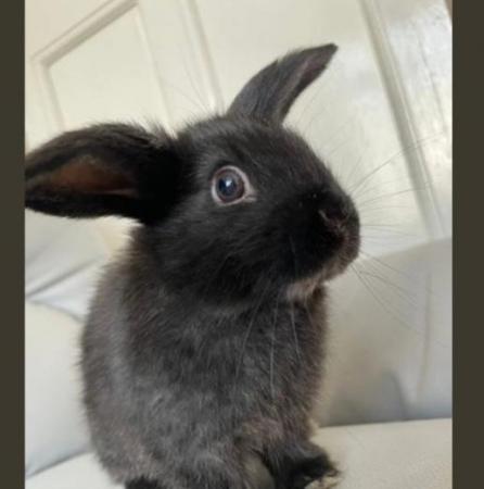 Image 2 of Black adorable female Rabbit