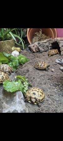 Image 2 of Baby horsfield tortoises