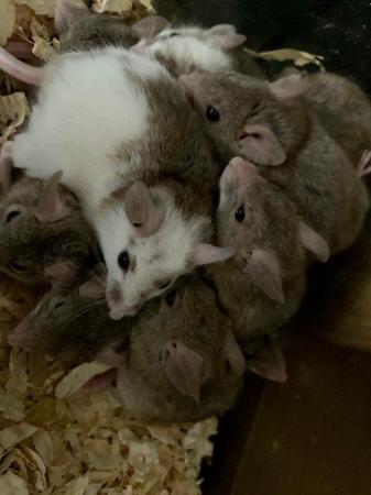 Image 4 of Multimammate mice (ASF) African Soft Fur Rats