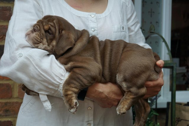 Image 27 of REDUCED Margrove Bullies last Chocalate and tan girl!