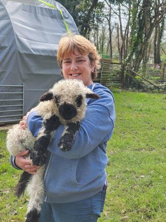 Image 3 of Valais Blacknose x with Eve lambs at foot