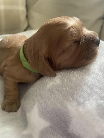 Image 1 of Cavalier King Charles Spaniel - KC registered, micro chipped