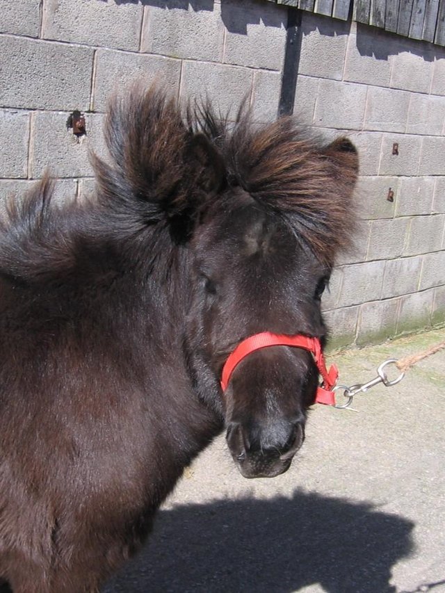 Preview of the first image of Registered Shetland standard black yearling colt..