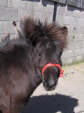 Image 1 of Registered Shetland standard black yearling colt.