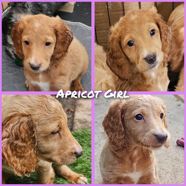 Preview of the first image of Gorgeous cockapoo puppies.