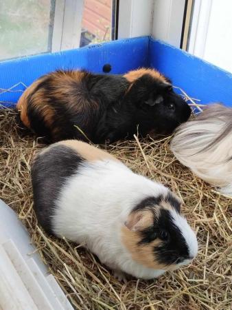Image 4 of Two Cuy X Guinea pig females