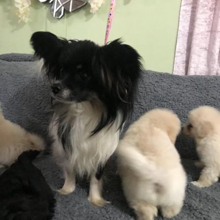 Image 18 of poodle x papillon puppies