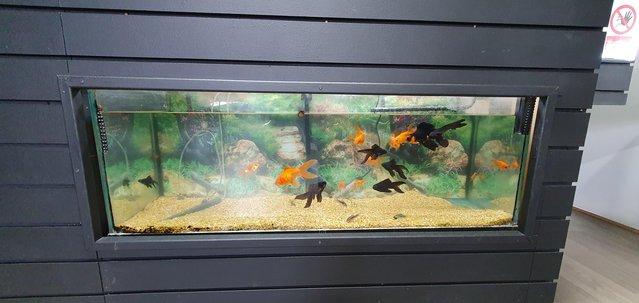 Image 5 of Black Moor Goldfish and Goldfish for sale