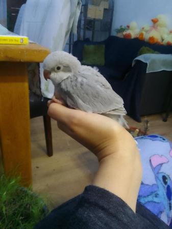 Image 1 of DNA tested baby Quaker parrots looking for loving homes