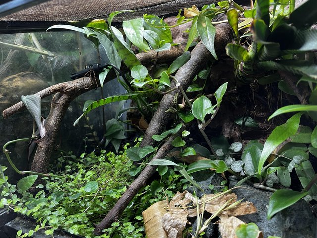 Preview of the first image of Naturalistic/bioactive vivarium with mourning geckos.