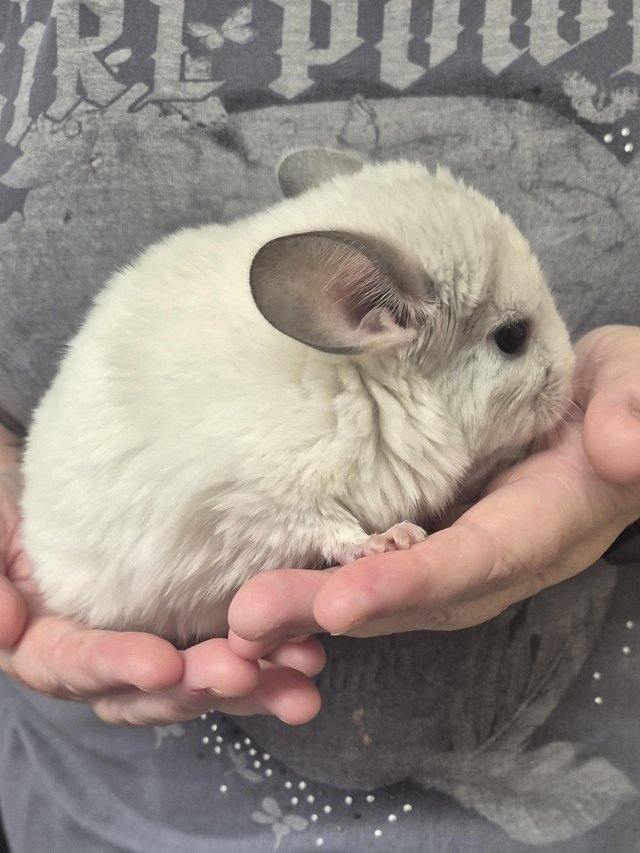 Male chinchillas available — photo 2 of 4