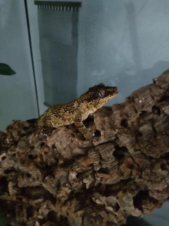 Image 3 of Male Gargoyle Gecko With Bioactive Viv