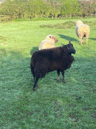 Image 2 of Kerry Hill sheep and X yearling