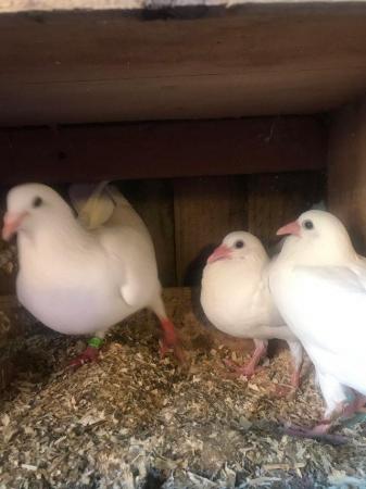 Image 6 of Young fantail pigeons and doves for sale