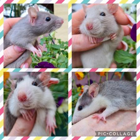 Image 3 of ***STUNNING LOVABLE SWEET NATURED BABY RATS