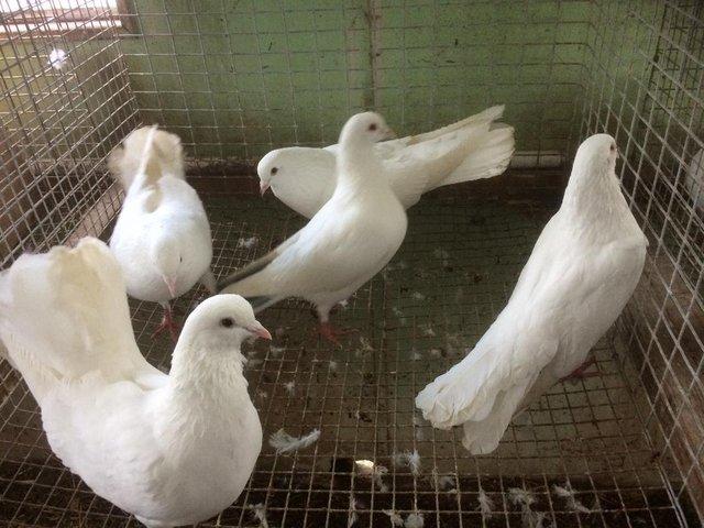 Preview of the first image of Pigeons for sale...........................