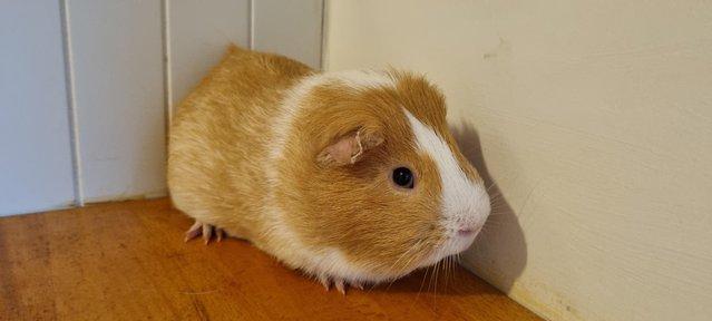 Preview of the first image of Two beautiful male Guinea Pigs.