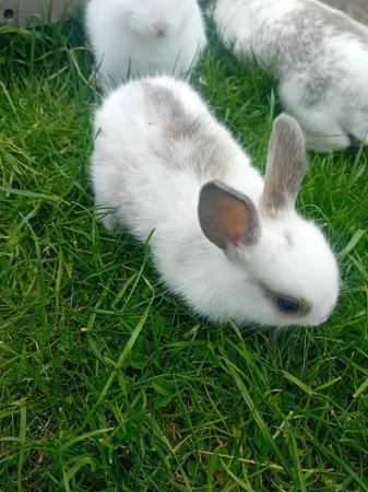 Image 1 of 4 baby rabbits for sale, only a month old